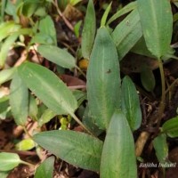 Cryptocoryne beckettii Thuill. ex Trim.